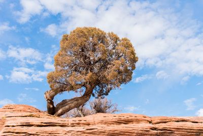 Low angle view of tree against sky