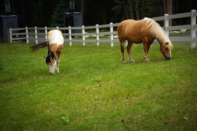 Horses grazing in a field