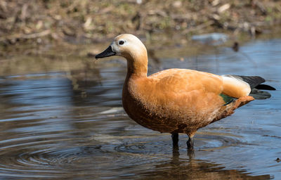 Duck in a lake