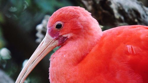 Close-up of a bird