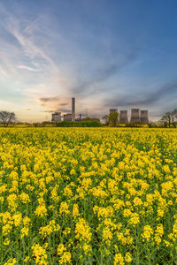 Scenic view of oilseed rape field against sky