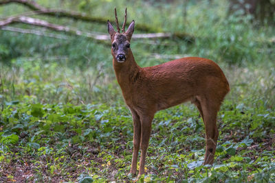 Deer standing on field