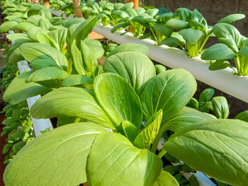 High angle view of green leaves