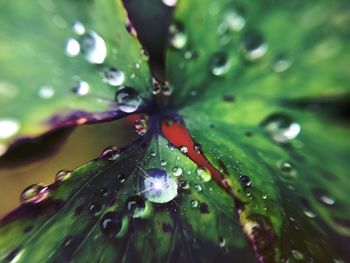 Close-up of water drops on leaves