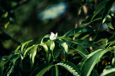 Close-up of butterfly pollinating on flower