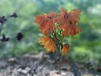 Close-up of butterfly on flower