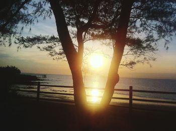 Silhouette tree on beach against sky during sunset