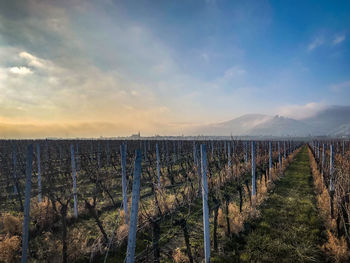 Scenic view of vineyard against sky