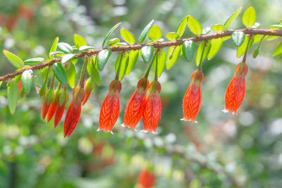 Close-up of berries growing on plant