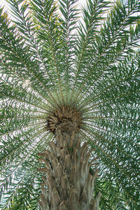 Low angle view of palm tree against sky