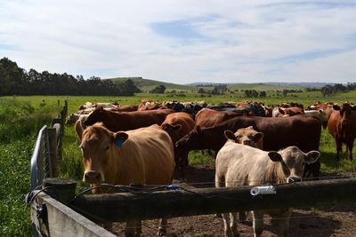 Cows on field against sky