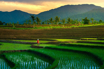 Morning view in the rice field area with farmers working