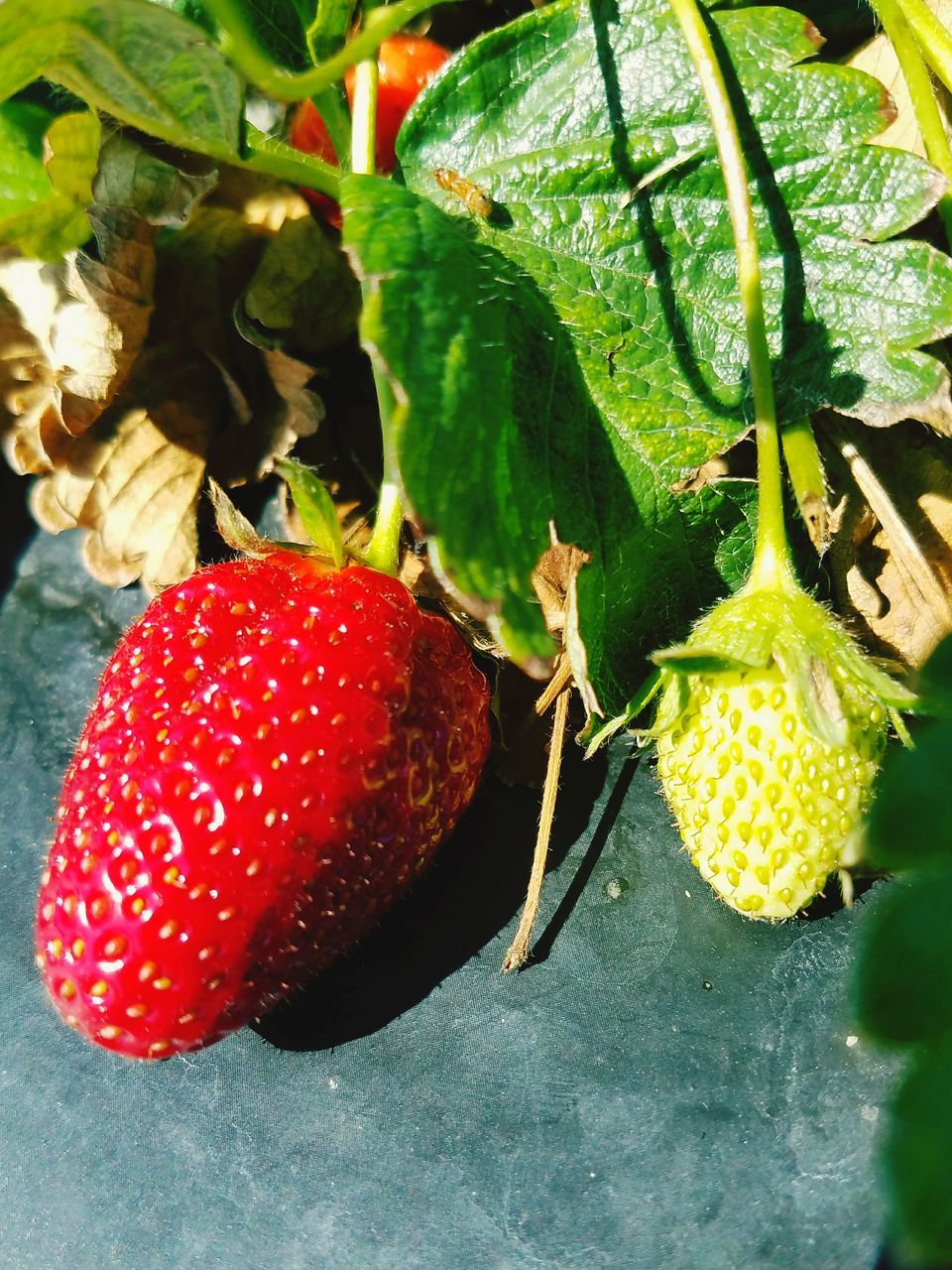 CLOSE-UP OF STRAWBERRIES ON STRAWBERRY