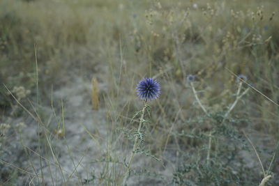 Close-up of dandelion flower on field