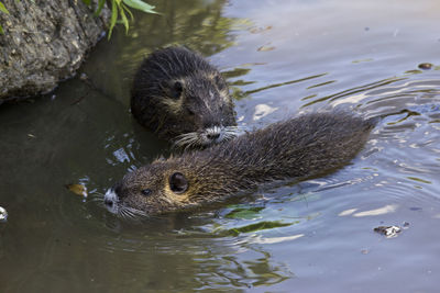 High angle view of duck swimming in lake