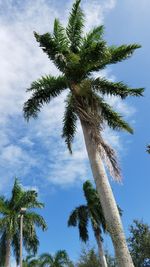 Low angle view of palm tree against blue sky