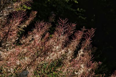 Close-up of succulent plant on field