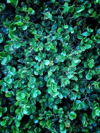 Full frame shot of plants