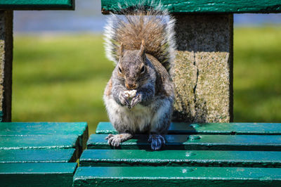 Close-up of squirrel on bench at park