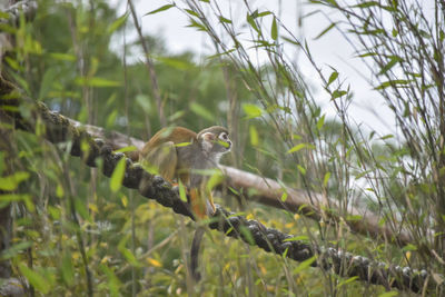 Bird perching on a field