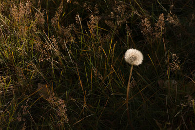 High angle view of dandelion on field