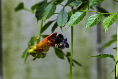 Close-up of butterfly pollinating on flower