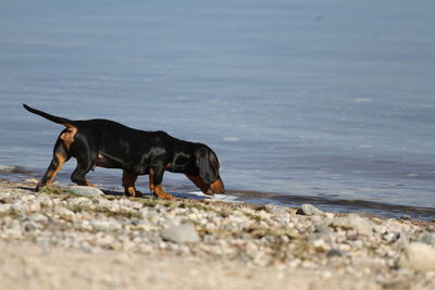 Dog standing on beach