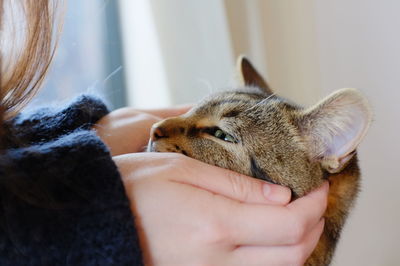 Close-up of hand holding cat