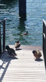 High angle view of birds perching on pier over lake