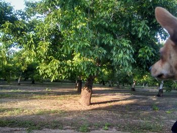 Trees on grass