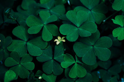 Full frame shot of leaves