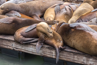 High angle view of sea sleeping on pier