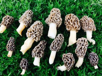 High angle view of mushrooms