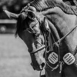 Close-up of horse standing outdoors