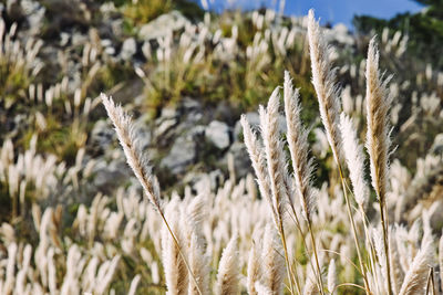 Close-up of plant growing on field