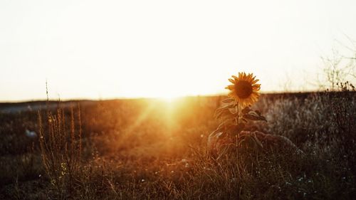 Scenic view of field against clear sky during sunset