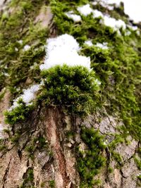 Low angle view of trees