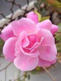 Close-up of pink flower