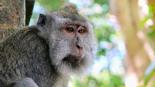 Close-up portrait of a monkey