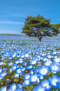 Mountain, tree and nemophila baby blue eyes flowers field, blue flower carpet