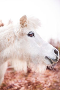 Close-up of horse against sky