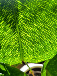 Close-up of green leaves