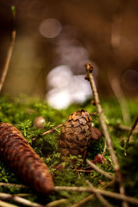 Close-up of shell on dry grass