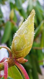 Close-up of insect on leaf