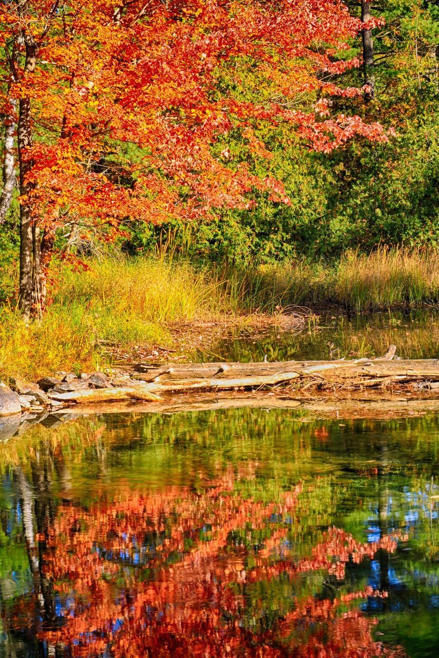 TREES BY LAKE DURING AUTUMN