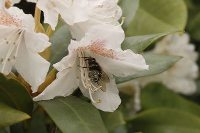 Close-up of insect on white flower