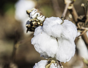 Close-up of snow on dry plant