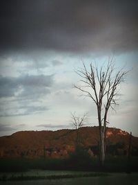 Bare trees on field against cloudy sky