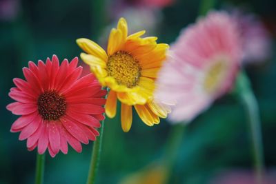 Close-up of yellow flower