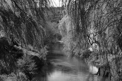 Reflection of trees in water